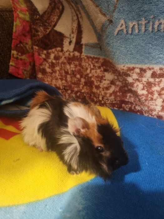 Świnki Morskie Samczyk