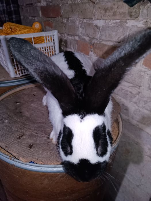 Samiec srokacz niemiecki młody