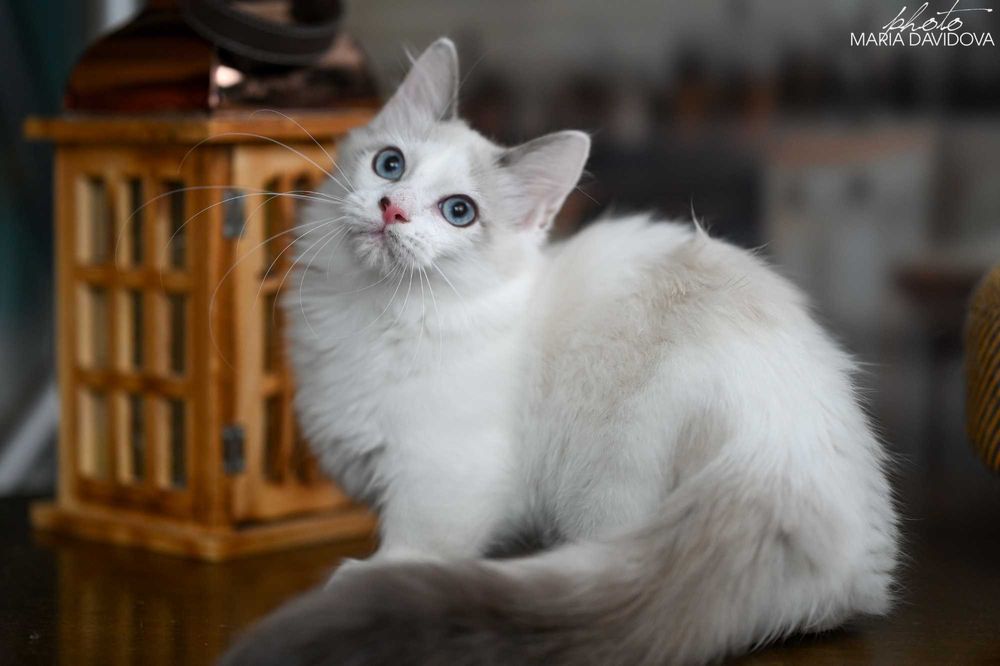 Уникальный голубоглазый кот — суперэлитный красавец!