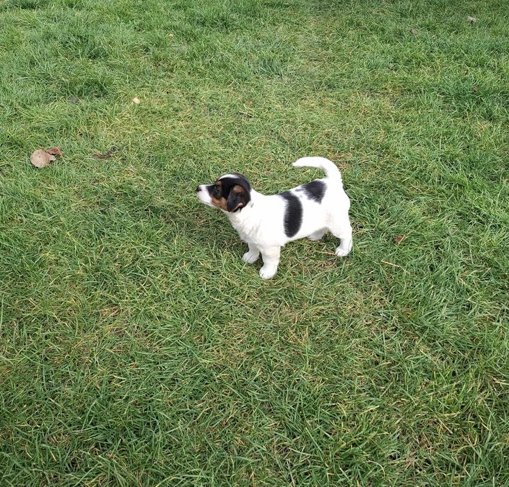 Jack Russell Terrier - Sunia