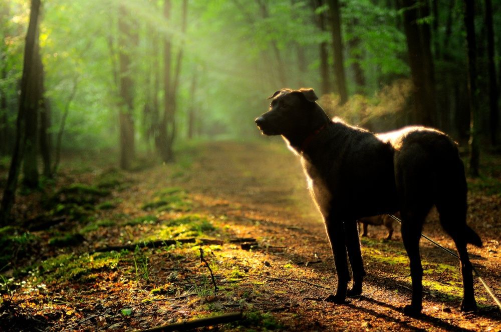 Petsitter, spacery z psem, opieka nad zwierzętami, hotel dla psów