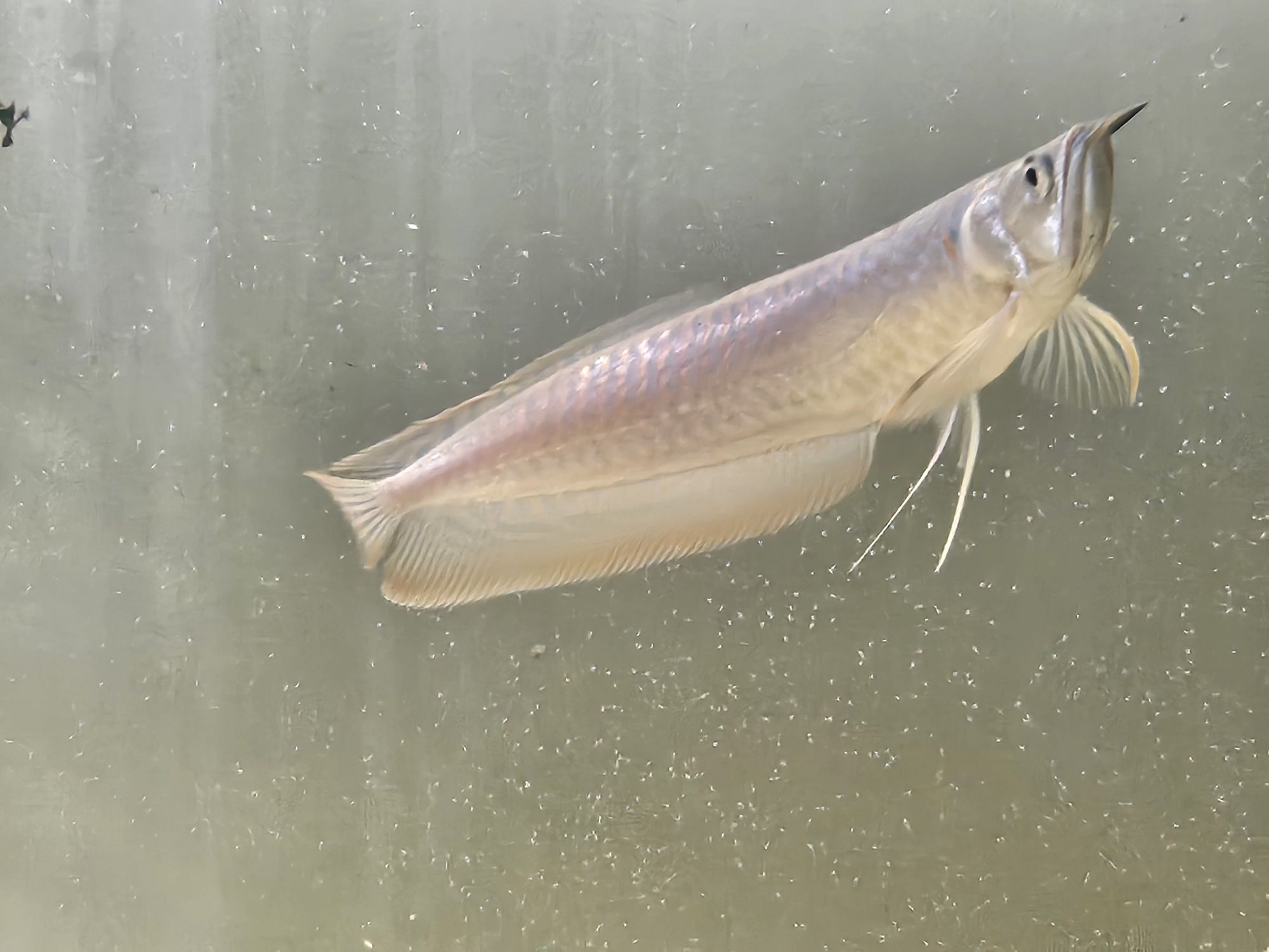 Arowana srebrna sprzedam