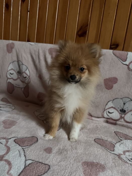 Szpic miniaturowy pomeranian komplet szczepień