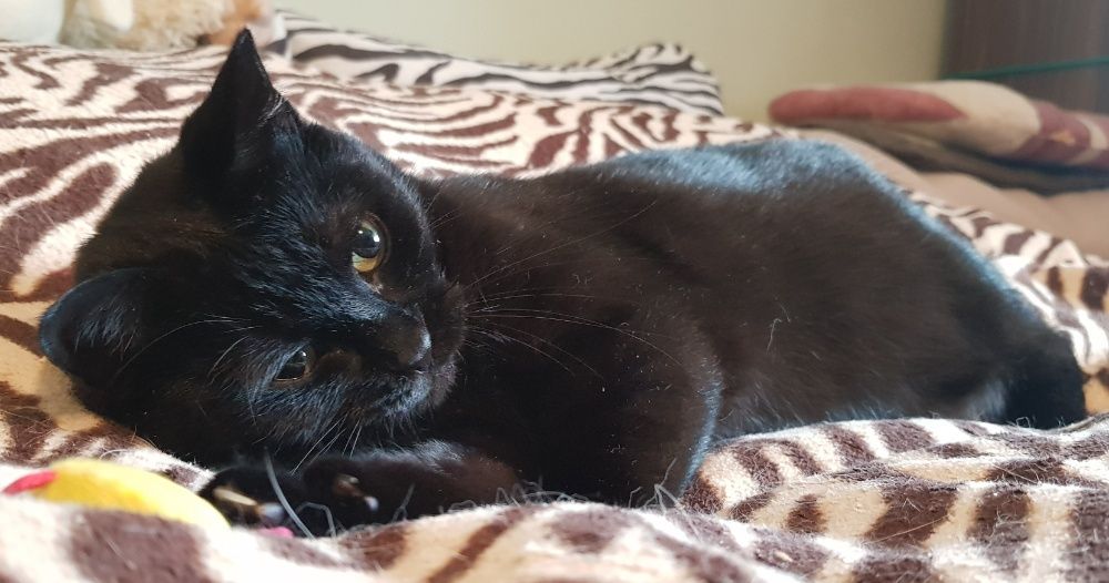 Poznań i okolice - kotka Sabinka szuka domu