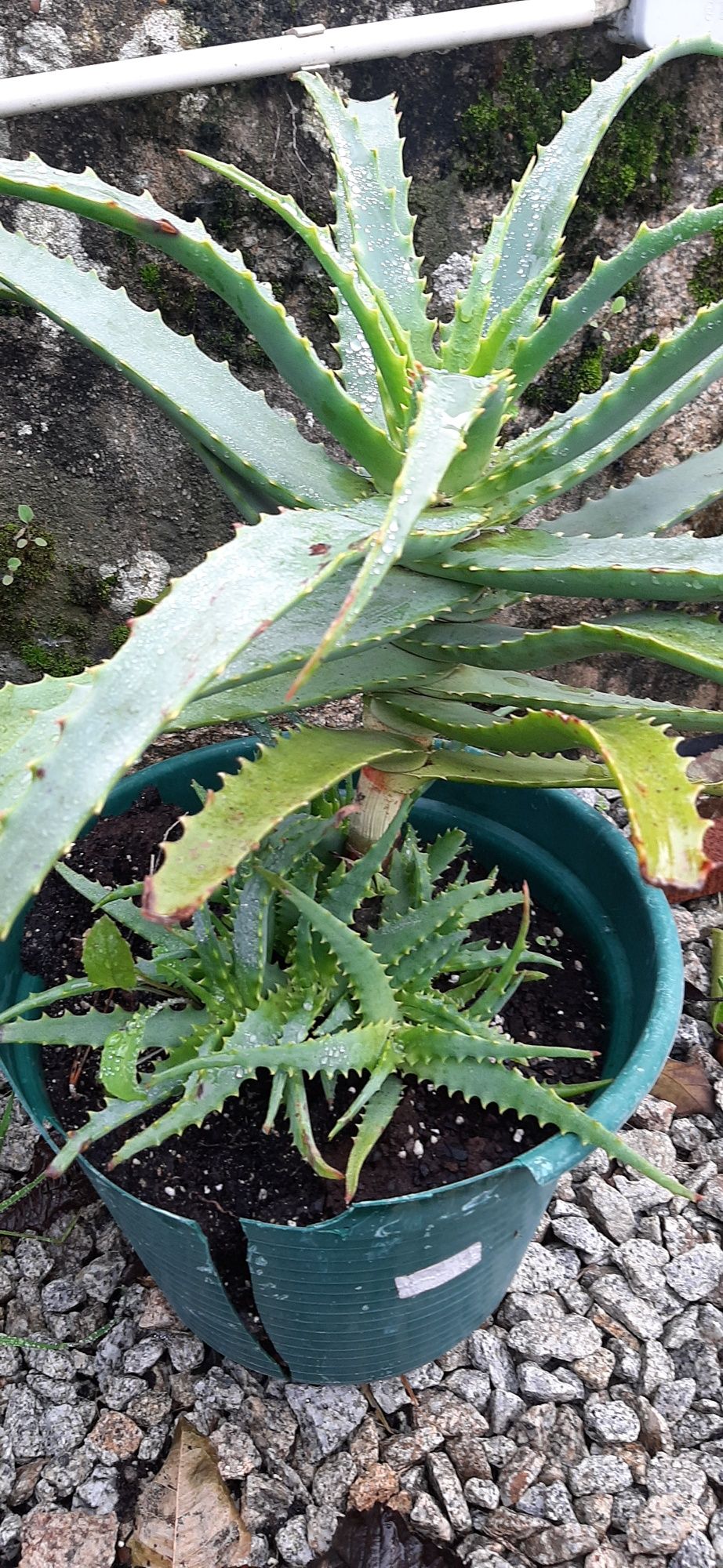 Cactos aloe vera