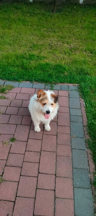 Oddam w dobre ręce wesołego kundelka
