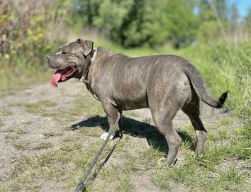 Śliniak American Bully