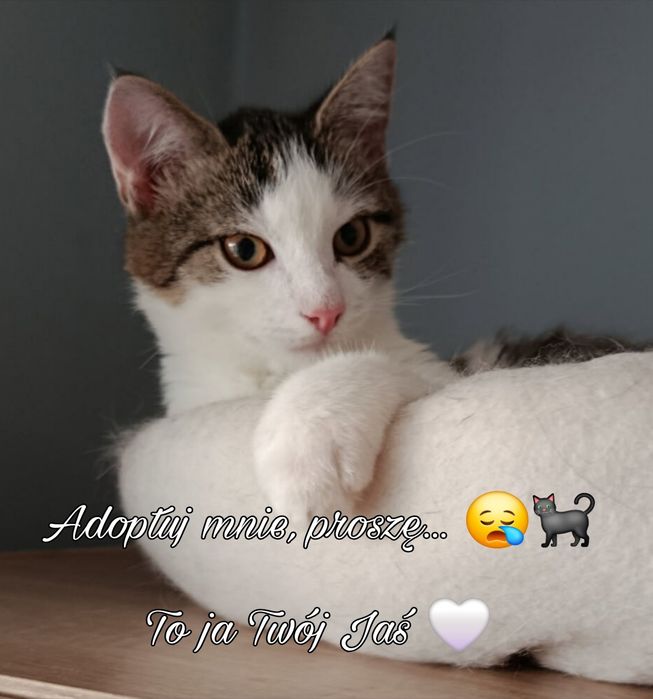 Mały cudny kocurek Jaś do adopcji