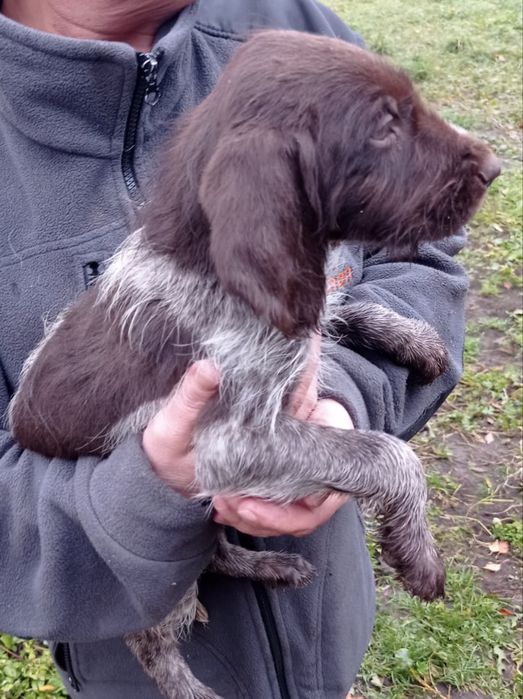 Wyżeł niemiecki (pies mysliwski)