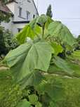 Paulownia w doniczkach