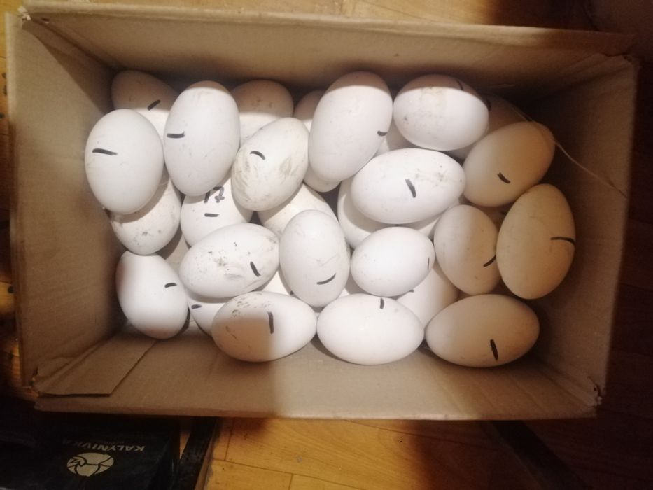 Гусі. Продажа оптом.