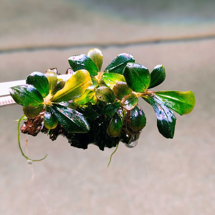 Bucephalandra Pygmaea "Bukit Kelam/Sintang"