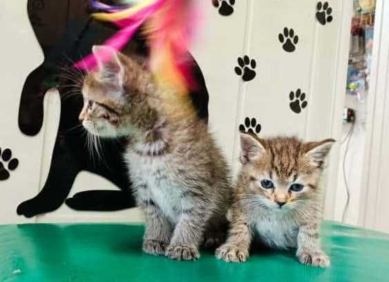 Dwumiesięczni koci bracia do wspólnej adopcji!