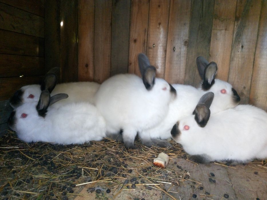 Кроликі каліфорнія