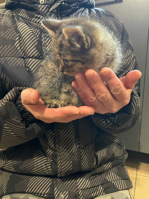 Кошеня у добрі руки!