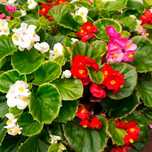 Begonia semperflorens  - Flora Szczecin