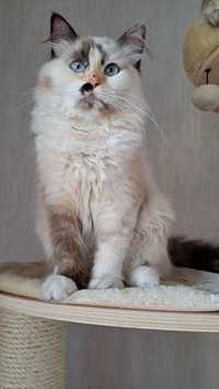 Piękna kotka szylkretka neva masquerade syberyjska kot