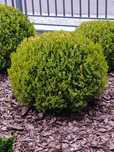 Buxus sempervirens - Bukszpan wieczniezielony - strzyżony, duża kula