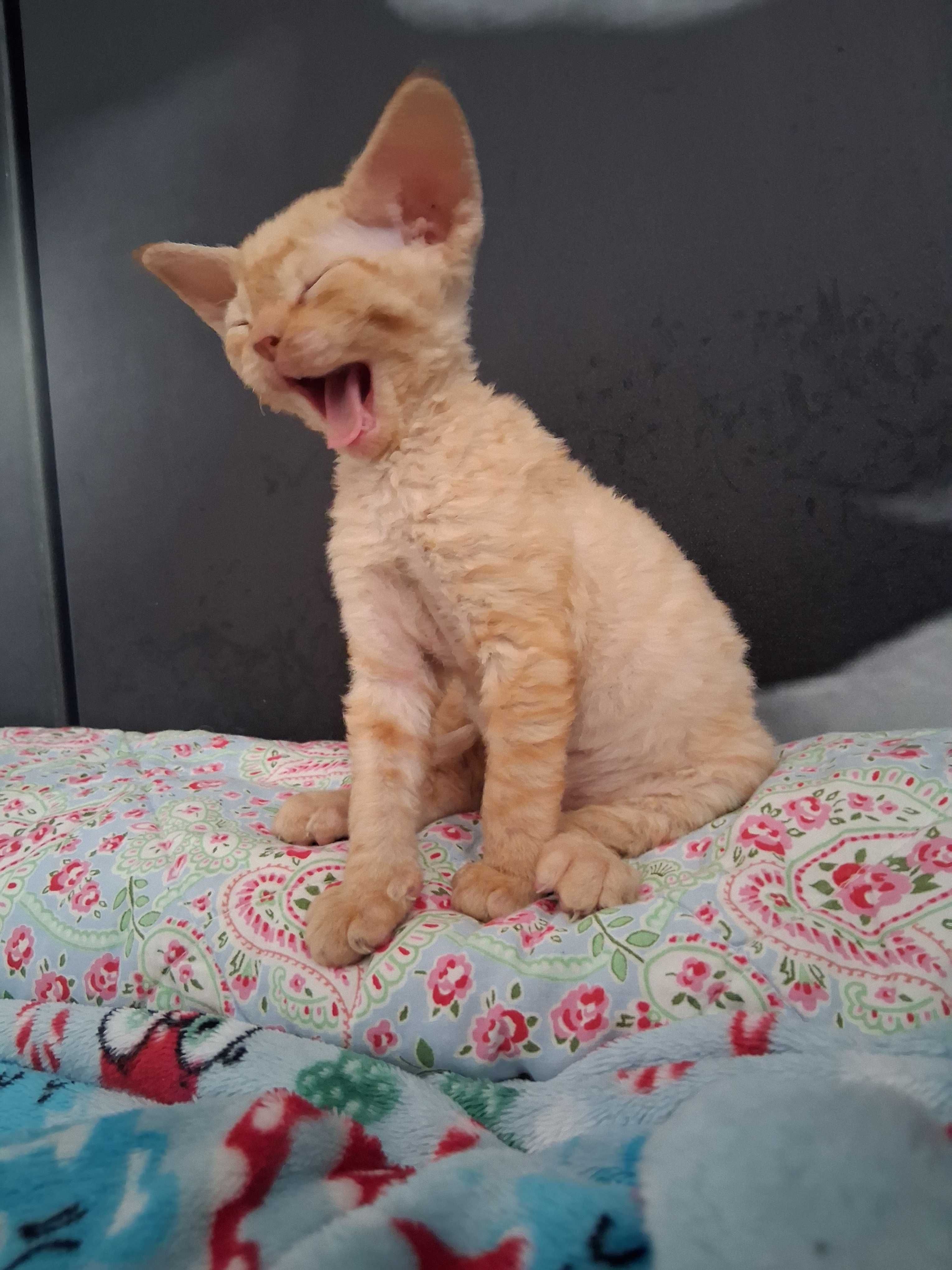 Devon rex, rudy kocurek, miziak, FPL