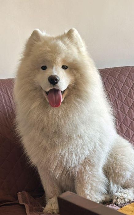 Samoyed z uprawnieniami ZHPR UCI