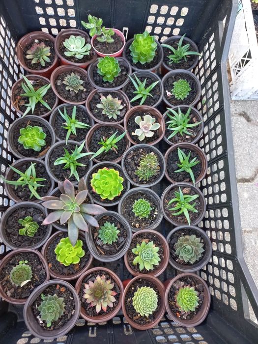 Plantas suculentas mini