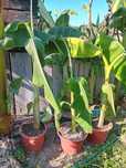Bananeiras doces