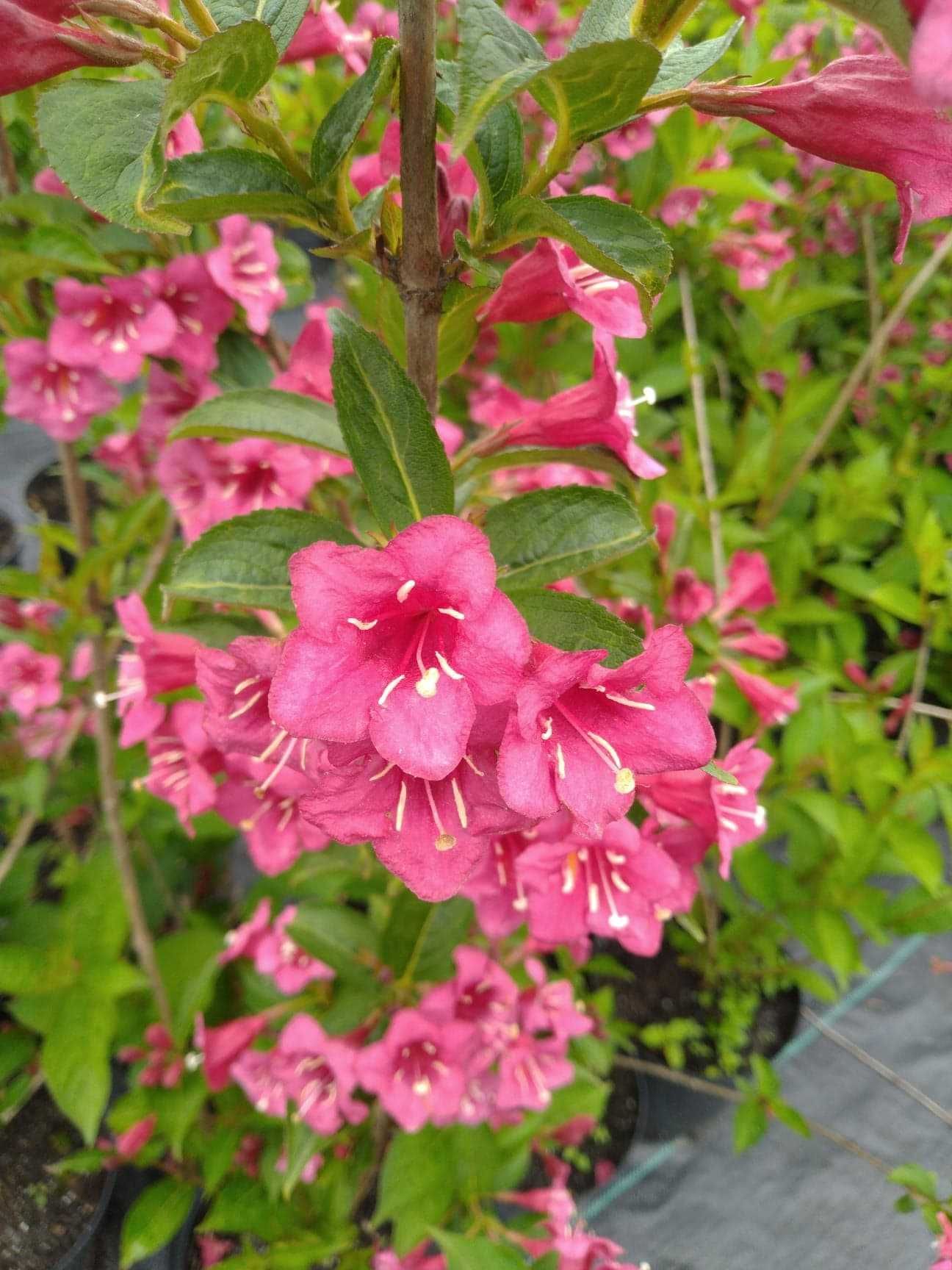 weigela krzewuszka, candida , nana purpurea, variegata, marjorie