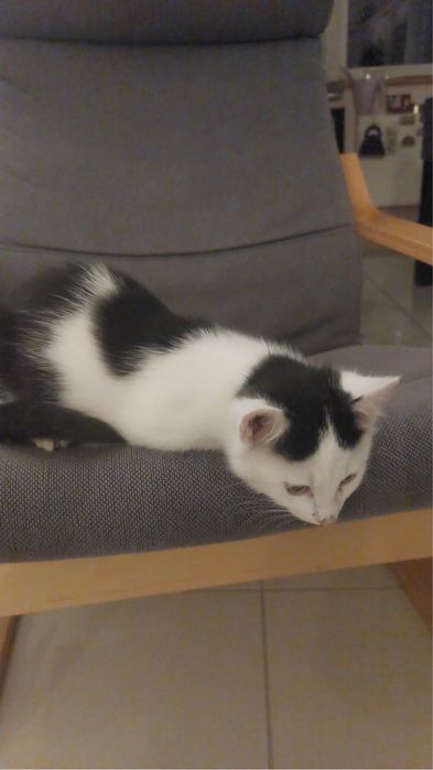 Oddam kotka i kotkę