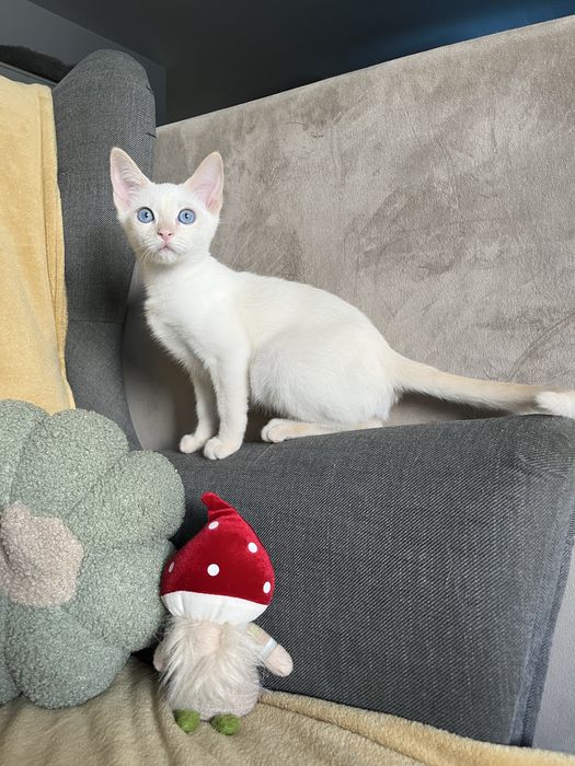 Kocurek tajski Geralt z legalnek hodowli