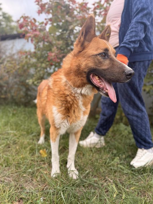 Песик Макс шукає родину