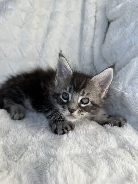 Kocurek Decoandcookie *PL Maine Coon Felis/FiFe