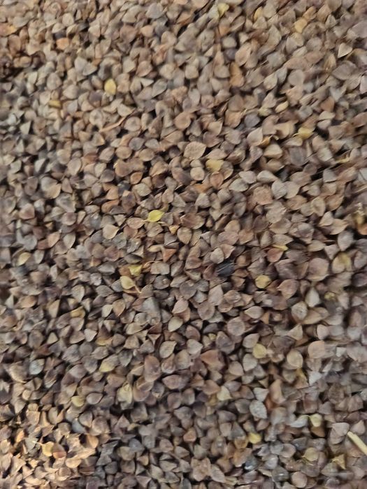 Gryka ekologiczna możliwa wysyłka