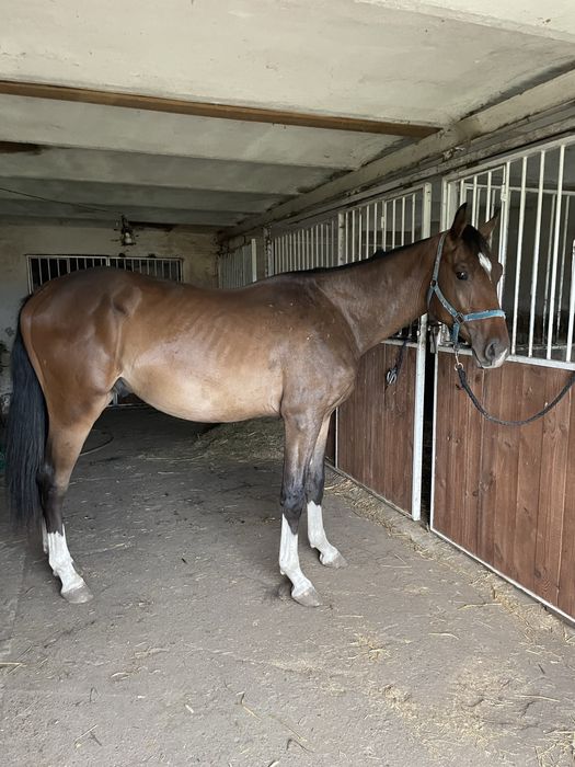 2 letni wałach po C- quattro PS/ Con spirito R