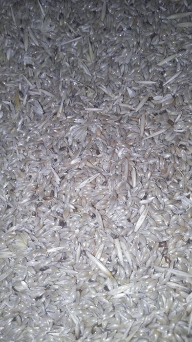 Канареечник просо