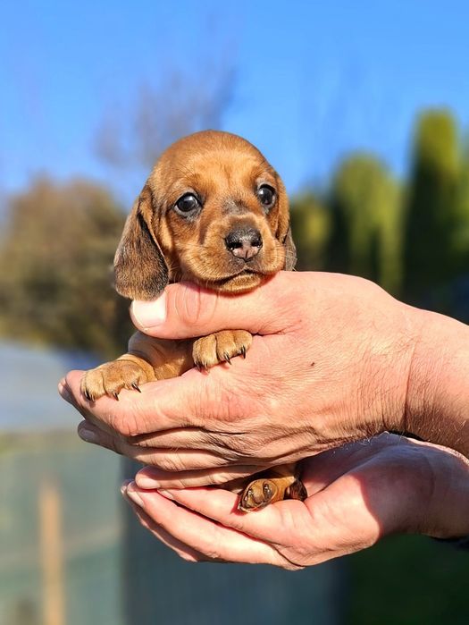 Jamnik krótkowłosy suczka