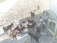 Cabras anãs machos e fêmeas