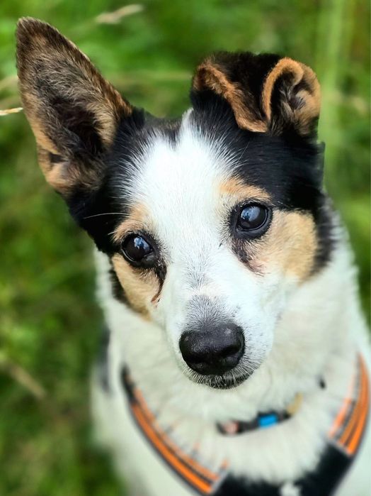 Misio – ma gadane, ma serce, szuka kanapy. Adopcja