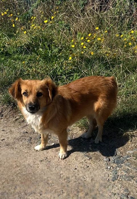 Отдам даром в добрые руки собачку метис маленькой породы