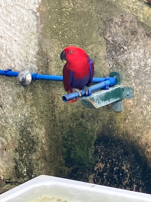 2 amazonas Aestiva e 2 fêmeas Ecletus