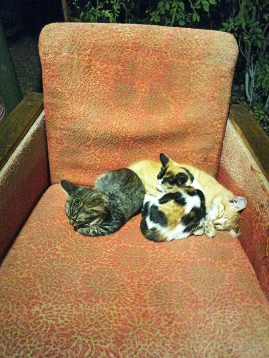 Котята бесплатно. Котенок. Кот. Кошка. Даром.