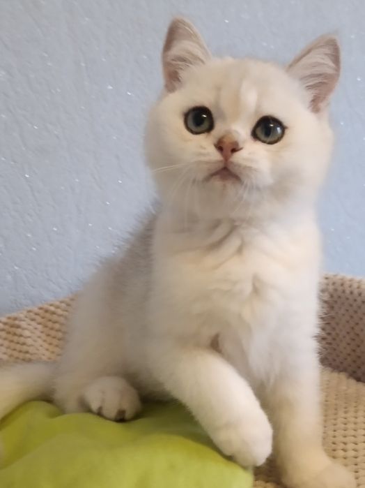 Пухнастий бешкетник