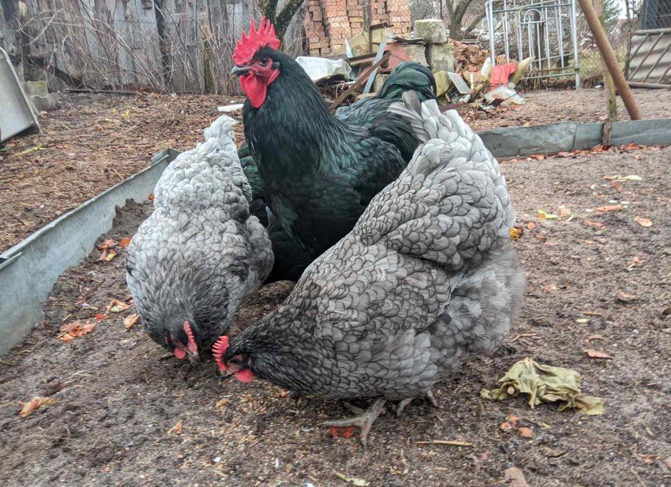 Джерсійський гігант інкубаційні яйця