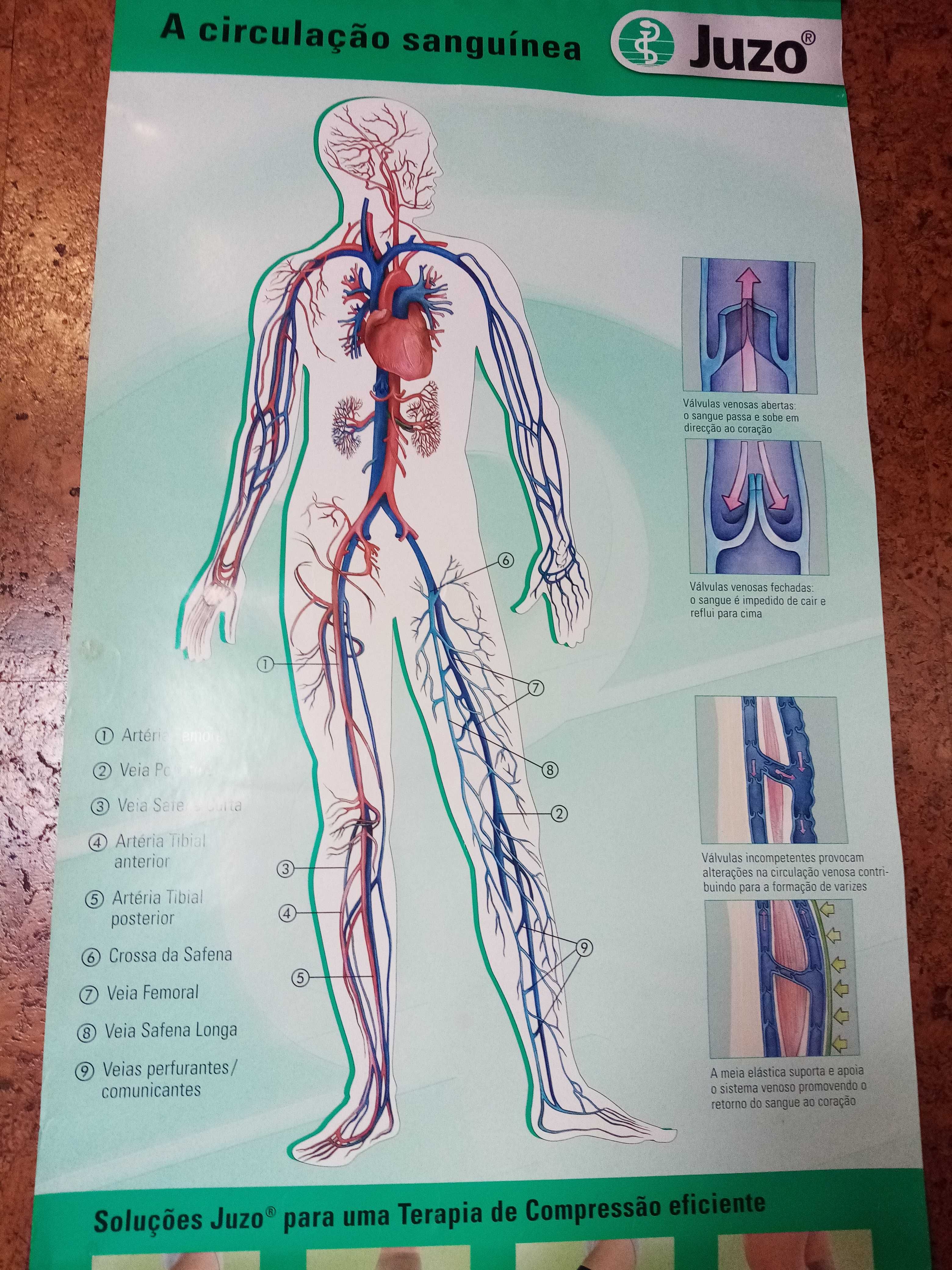 Cartaz sistema linfático