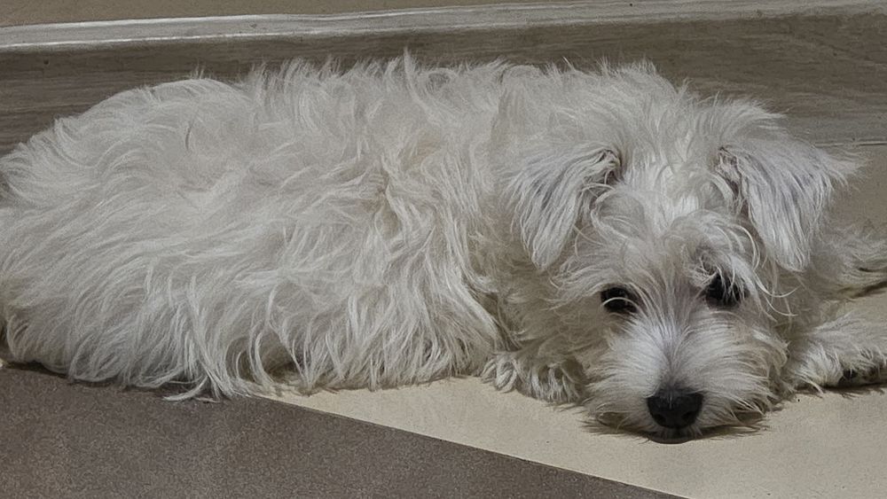 Piesek czeka na nowy dom West Highland White Terrier