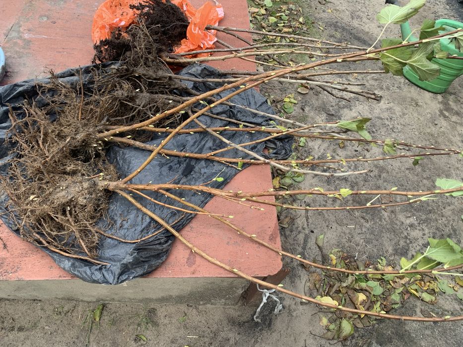 Саженцы черной смородины