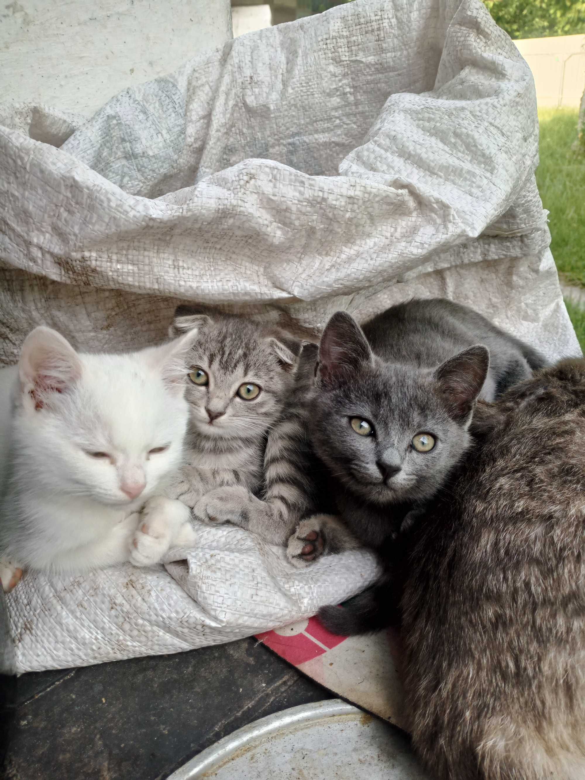 Кошенята безкоштовно