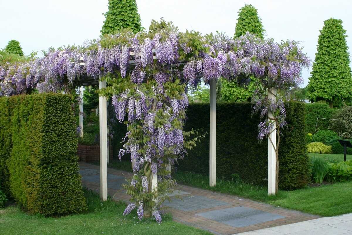 Гліцинія /Глициния (Вистерия / Wisteria)