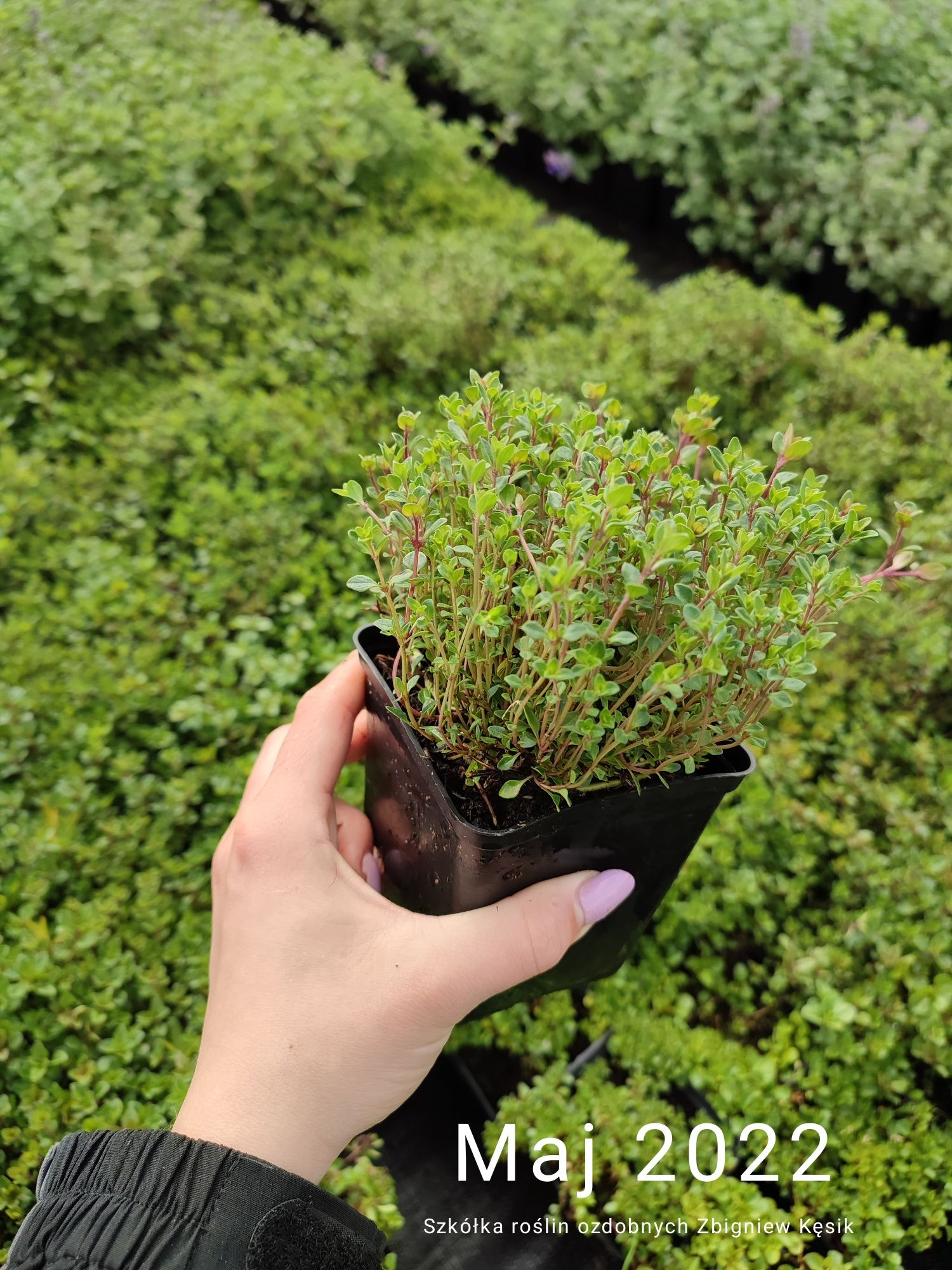 Macierzanka Piaskowa lilaróżowa (Thymus serpyllum)