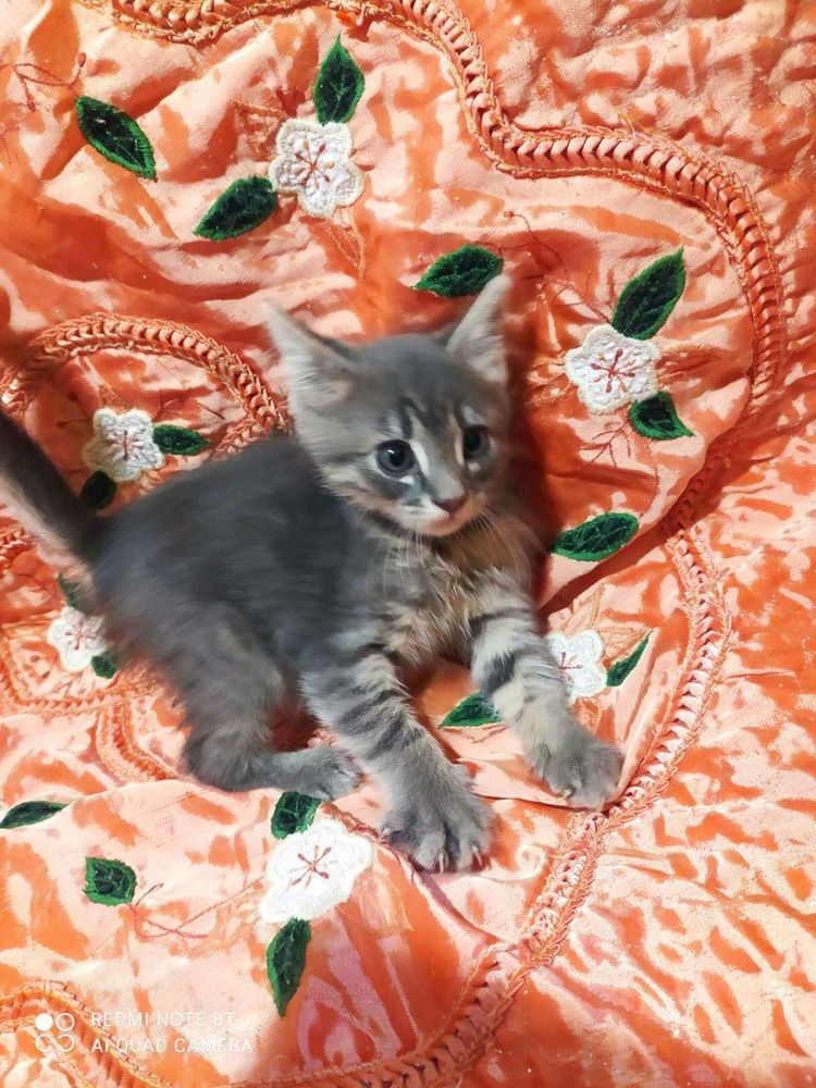 Кошеня. Котенок. Котята. Кошка. Кіт. Кішка.