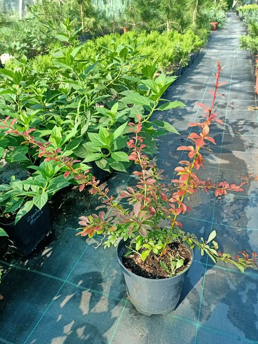 Барбарис Тунберга Корал, Оранж Рокет Короніта, Атропурпуреа На та інші